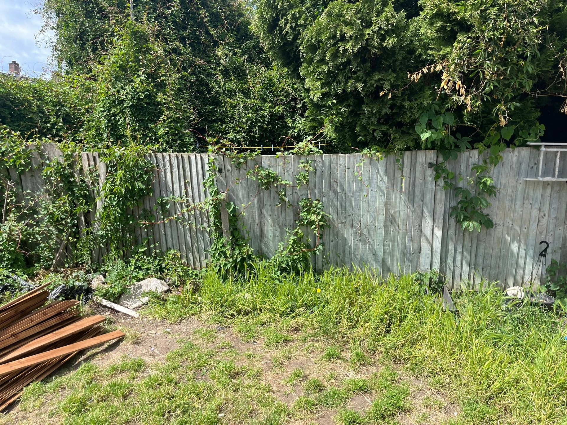 Old weathered garden fence overgrown with ivy before replacement